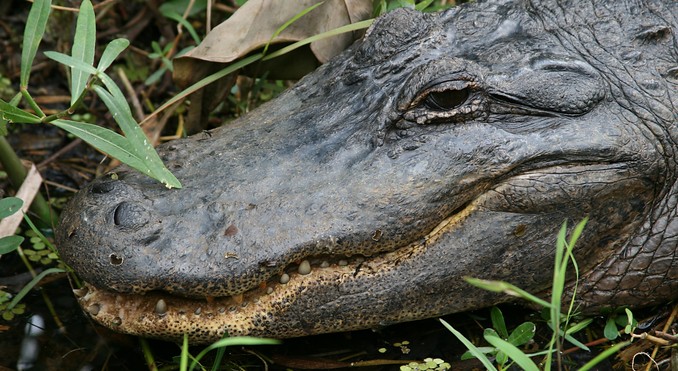 Image courtesy of VISTFLORIDA.com