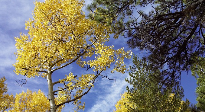 Image courtesy of Flagstaff Convention and Visitors Bureau