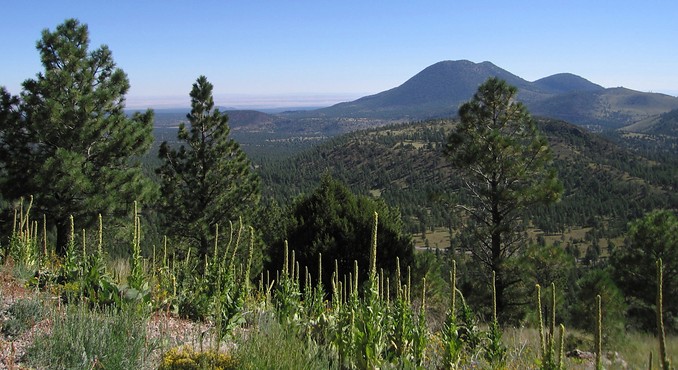 Image courtesy of Flagstaff Convention and Visitors Bureau