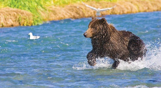 Katmai National Park And Preserve