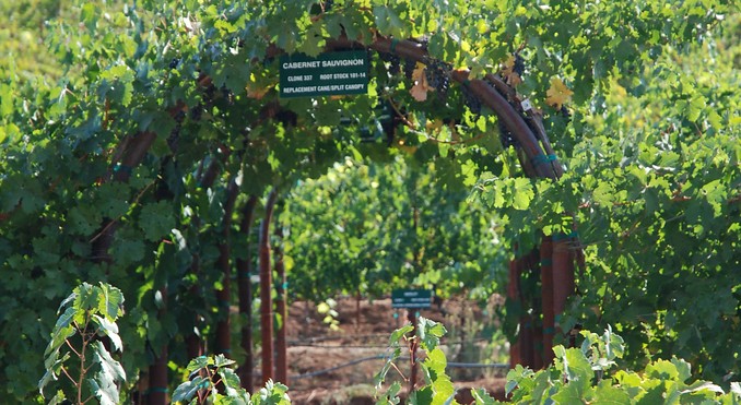 Kunde Winery And Vineyards