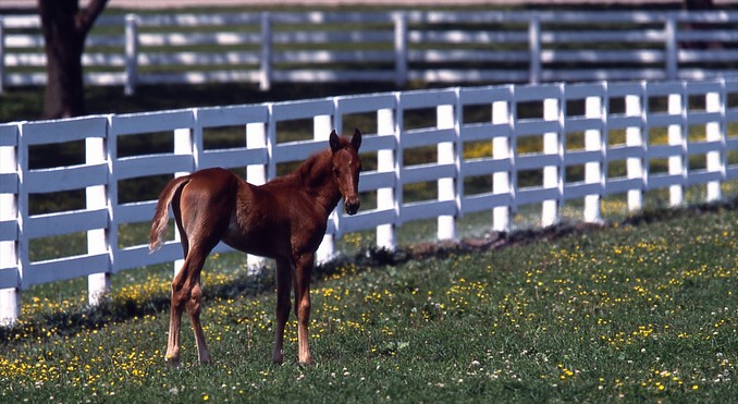 Image courtesy of www.kentuckytourism.com