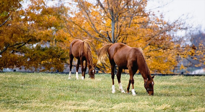 Image courtesy of www.kentuckytourism.com