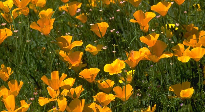 Image Courtesy of California Travel and Tourism Commission
