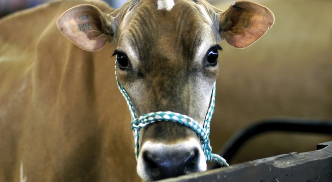 Image courtesy of www.kentuckytourism.com
