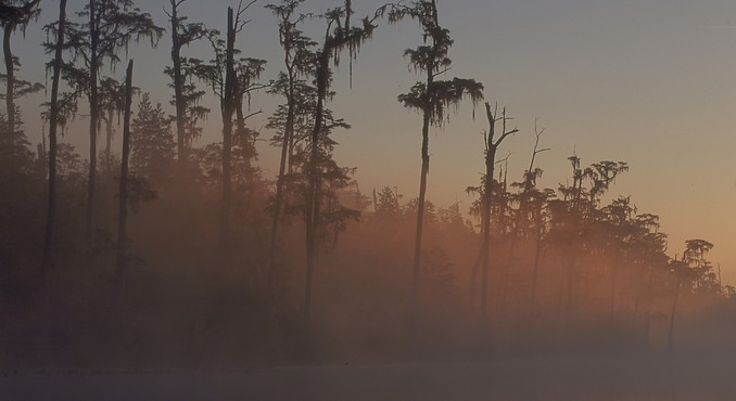 Okefenokee Swamp