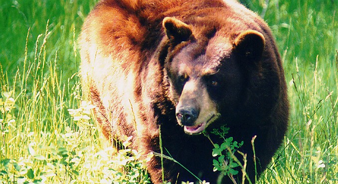 Image Courtesy of Yellowstone Bear World