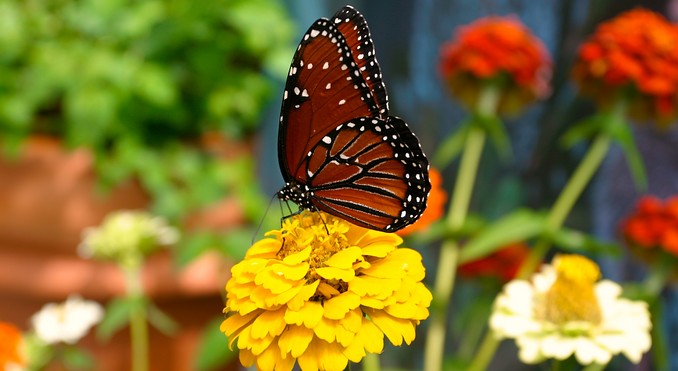 Image courtesy of fotojoy