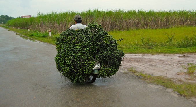Hoi An
