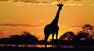 "South Africa"